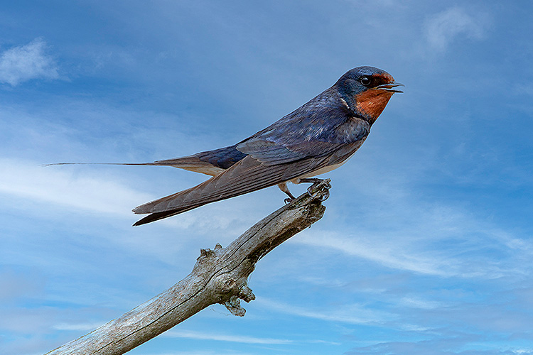 L’hirondelle de fenêtre